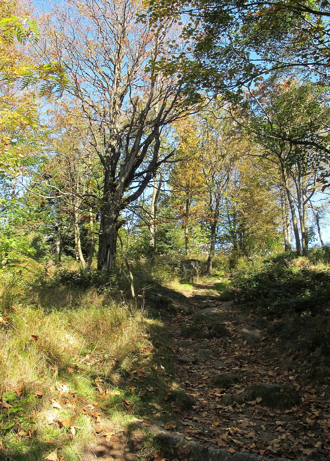 A trail through ancient beech forest in the Jizera Mountains, Czechia
