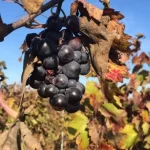 Kosher Italian Wine Tour: Rome