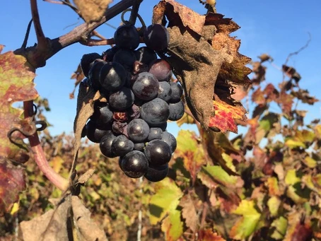 Kosher Italian Wine Tour: Rome