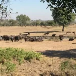 A Great Kosher African Safari
