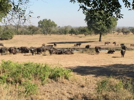 A Great Kosher African Safari